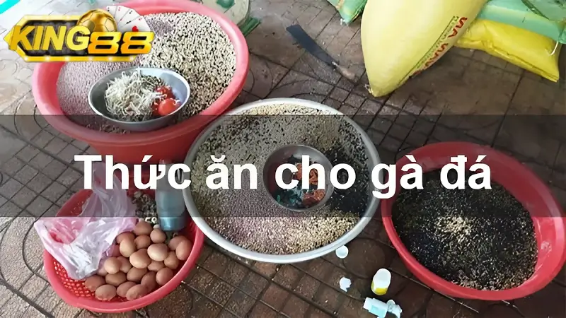 Chăm gà chọi với khẩu phần ăn hợp lý